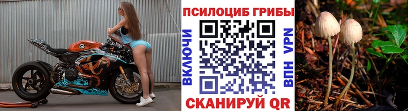 где найти наркотики Ветлуга Псилоцибиновые грибы Psilocybine cubensis